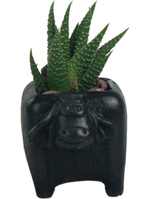 Evene Mini Çiçek Saksısı Küçük Sukulent Kaktüs Saksı Mini Inek Model