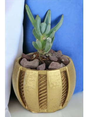 Kaktüs Saksı Dünyası El Yapımı Saksı Dekoratif Saksı Küçük Boy Model 41
