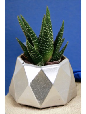 Kaktüs Saksı Dünyası El Yapımı Saksı Dekoratif Saksı Küçük Boy Model 7