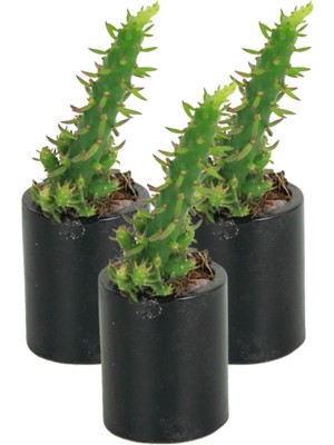 Stein Kohle Dekoratif Saksı Minik Kaktüs Saksısı Renk 3 Adet Saksı Seti Düz Yuvarlak Model