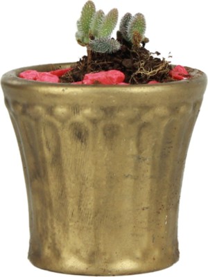 Evene Saksı Kaktüs Saksısı Dekoratif Saksı Model 8
