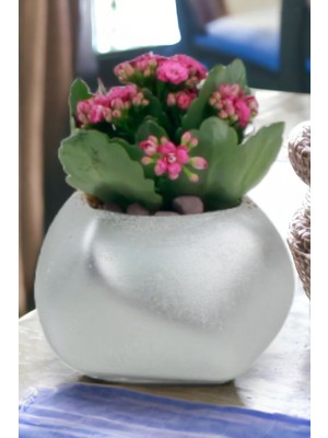 Kaktüs Saksı Dünyası El Yapımı Saksı Premium Kalite Dekoratif Saksı Spiral Oval