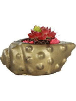Evene Mini Çiçek Saksısı Küçük Sukulent Kaktüs Saksı Deniz Kabuğu Model