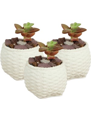 Stein Kohle Dekoratif Saksı Minik Kaktüs Saksısı Renk 3 Adet Saksı Seti Sepet Örgü Model