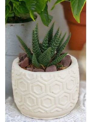 Kaktüs Saksı Dünyası El Yapımı Saksı Dekoratif Saksı Küçük Boy Model 2