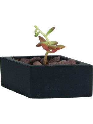 Evene Mini Çiçek Saksısı Küçük Sukulent Kaktüs Saksı Dörtgen Yatay Model