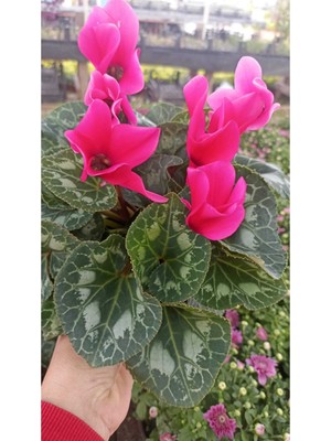 Bitkim Sende Sıklamen Hediyelik Çiçek