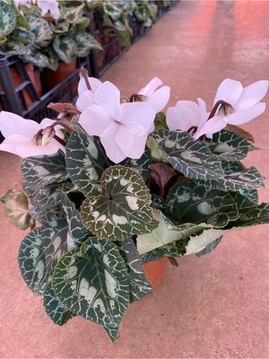 Bitkim Sende Beyaz Acem Sıklameni Hediyelik Çiçek