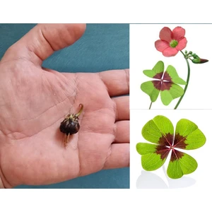 Çiçek Soğanı - Şans Yoncası Çiçeği, Uyku Çiçeği, Süs Yoncası, Yeşil Mor Alacalı Oxalis Tetraphylla