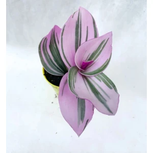 Retro Çiçekçilik Pembe Telgraf Çiçeği Tradescantia Nanouk 5.5 cm Saksı