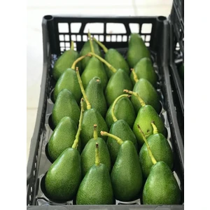 AVOKADO 1 KG TAZE HASAT