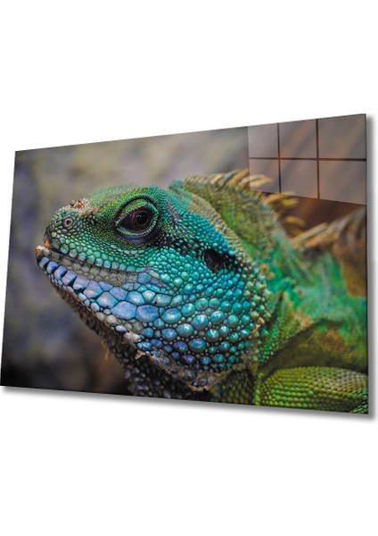 Iguana Cam Tablo