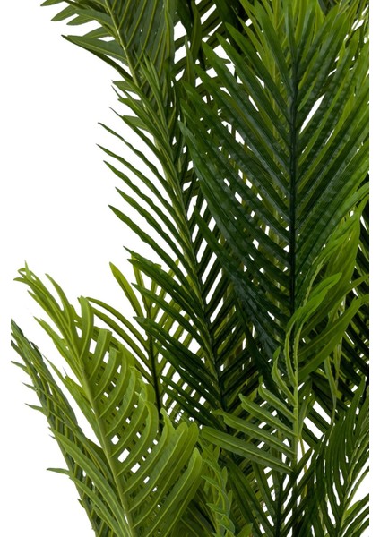Areka Palmiyesi 220CM Metal Siyah Gold Saksıda fırsatları