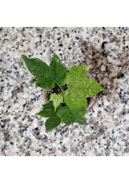 Mini Fidan Güzelhatmi, Turuncu Çin Çanı Çiçeği, Ağaç Küpesi, Çin Lanterni, Abutilon Çiçeği, Bardakta
