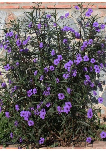 4 Adet Meksika Petunyası Çiçeği - Ruelya (Ruellia)