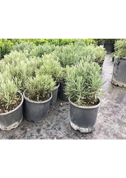 Saksıda 2 Adet Lavanta Çiçeği (Lavandula Officinalis) Fidanı 30-40 cm