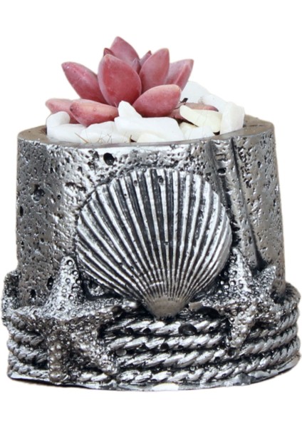 Mini Çiçek Saksısı Küçük Sukulent Kaktüs Saksı Deniz Yıldızlı Istiridye Model