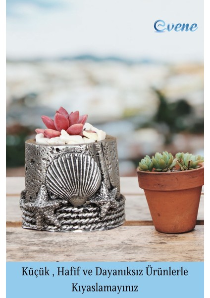 Mini Çiçek Saksısı Küçük Sukulent Kaktüs Saksı Deniz Yıldızlı Istiridye Model modelleri