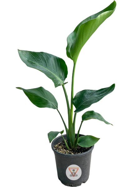 Starliçe Cennet Kuşu Çiçeği Salon Bitkisi Strelitzia Nicolai 50-60 cm
