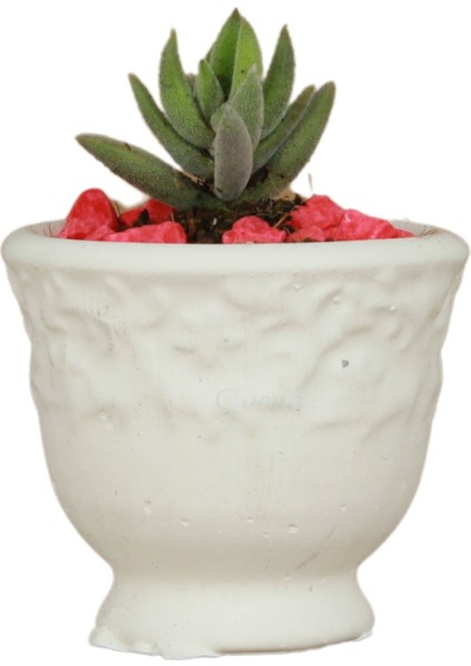 Kaktüs Saksısı Dekoratif Saksı Model 14