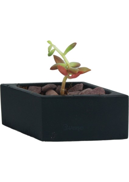 Mini Çiçek Saksısı Küçük Sukulent Kaktüs Saksı Dörtgen Yatay Model