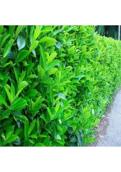 Saksıda Kartopu Viburnum Lucidum Fidanı (80-110 Cm) 1 Adet Doğal Çit Duvar