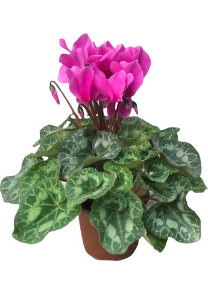 Cyclamen (Sıklamen) Çiçeği Mor Iç Mekan Ofis Bitkisi Bol Çiçekli