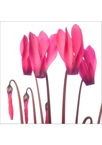Sıklamen Pembe - Cyclamen Pink Cyclamen