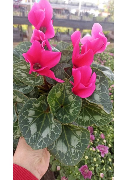 Sıklamen Hediyelik Çiçek