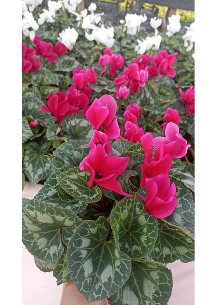 Sıklamen Hediyelik Çiçek fiyatları