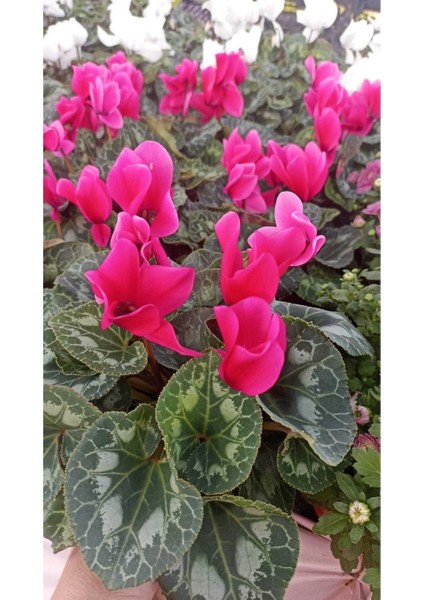 Sıklamen Hediyelik Çiçek modelleri