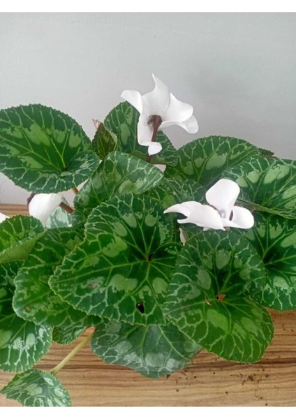 Cyclamen Persicum Saksıda Sıklamen Çiçeği Iç Mekan Bitkisi Çiçekli