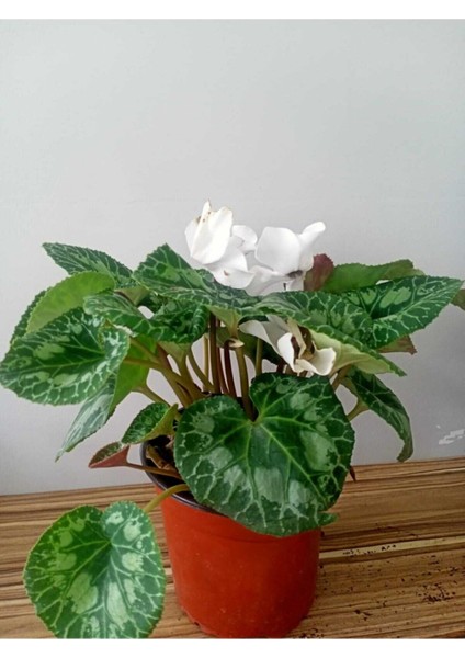 Cyclamen Persicum Saksıda Sıklamen Çiçeği Iç Mekan Bitkisi Çiçekli fiyatları