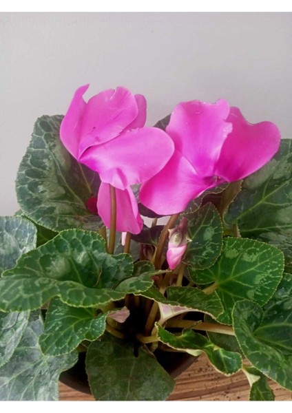 Cyclamen Persicum Saksıda Sıklamen Çiçeği Iç Mekan Çiçekli Bitki