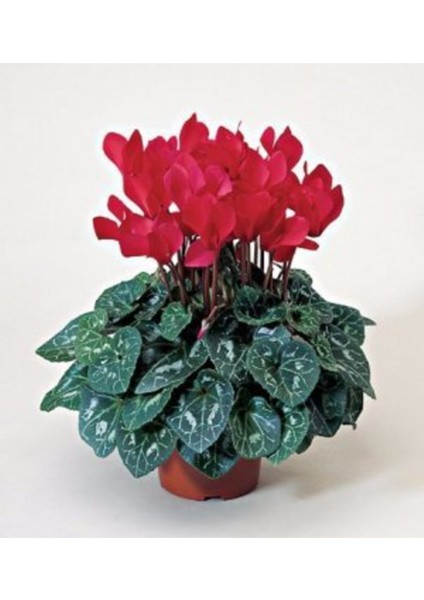 Canlı Sıklamen Hediyelik Ofis Bitkisi Çiçekli