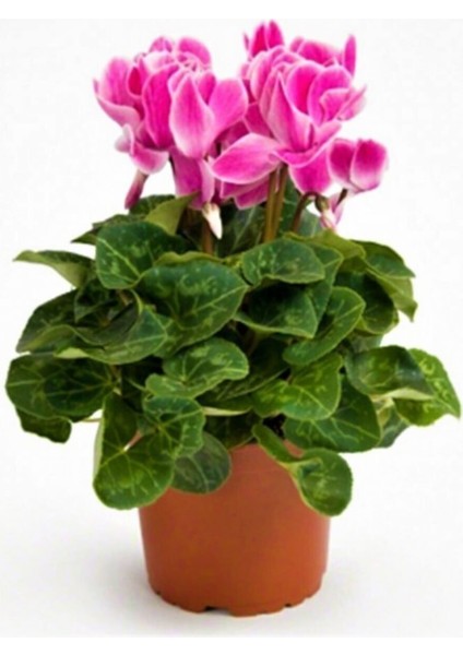 Sıklamen Çiçeği Cyclamen, Pembe Renk 12 cm Saksıda Hediyelik Çiçek