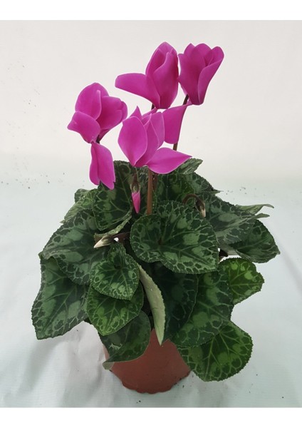 Sıklamen / Tavşan Kulağı / Cyclamen Lila Iç Mekan Bitkisi Çiçekli