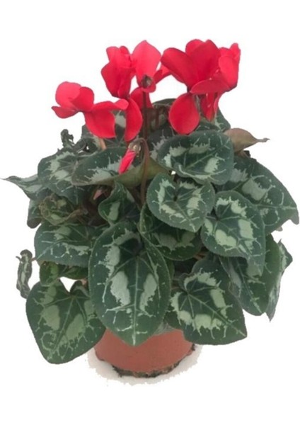 Sıklamen, Saksıda Cyclamen Çiçeği Iç Mekan Ofis Bitkisi Bol Çiçekli fiyatları