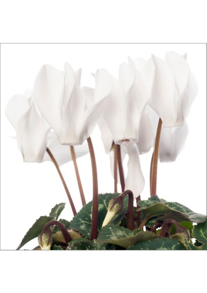 Sıklamen Beyaz- Cyclamen White