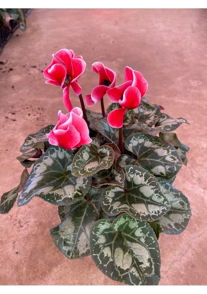 Kırmızı Acem Sıklamen / Tavşan Kulağı / Cyclamen