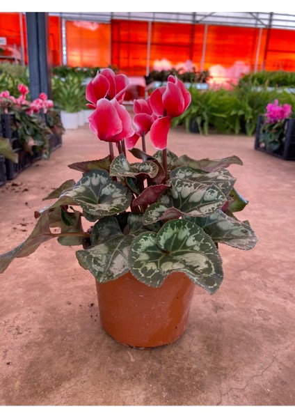 Kırmızı Acem Sıklamen / Tavşan Kulağı / Cyclamen fiyatları