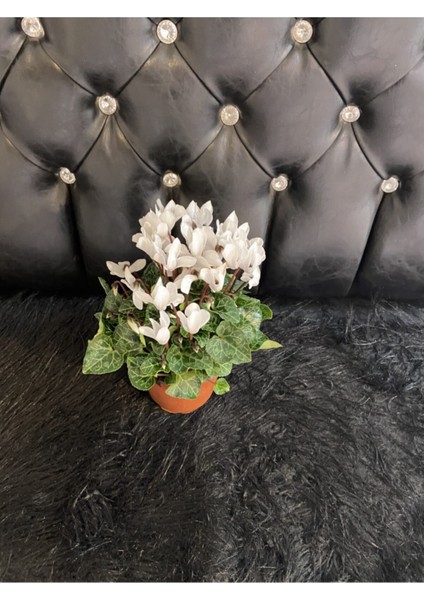 Canlı Sıklamen Hediyelik Ofis Bitkisi Çiçekli