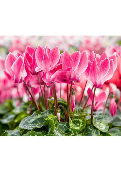 Sıklamen Hediyelik Çiçek Hediyelik Çiçek