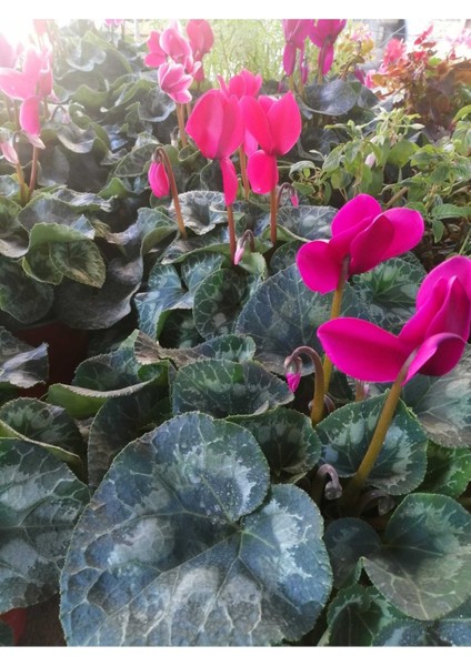 Sıklamen Hediyelik Çiçek Hediyelik Çiçek fiyatları