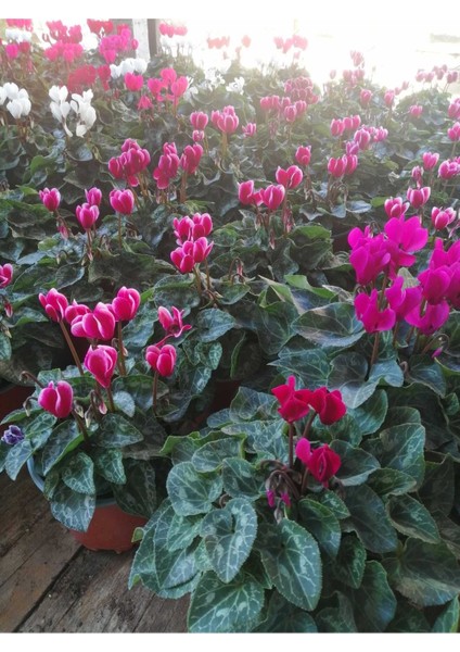 Sıklamen Hediyelik Çiçek Hediyelik Çiçek modelleri