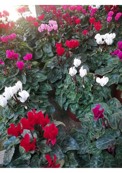 Sıklamen Hediyelik Çiçek Hediyelik Çiçek fırsatları