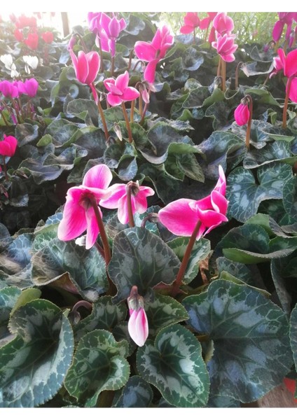 Sıklamen Hediyelik Çiçek Hediyelik Çiçek indirimleri