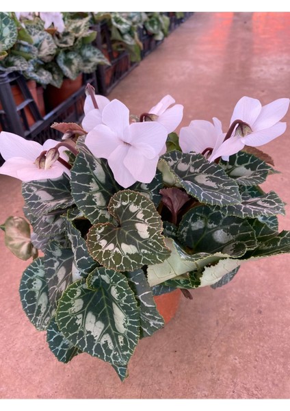 Beyaz Acem Sıklameni Hediyelik Çiçek