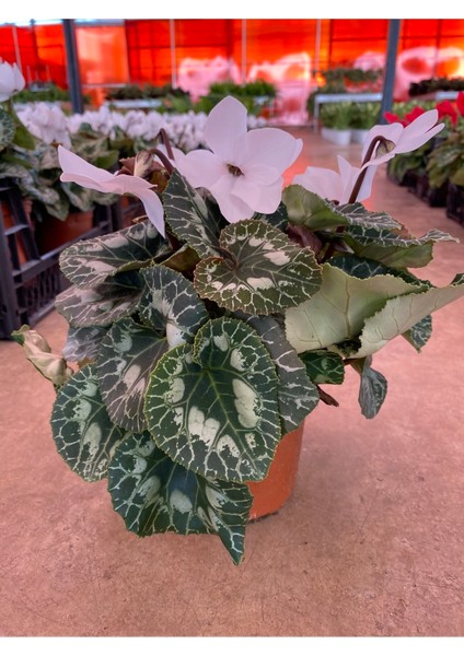 Beyaz Acem Sıklameni Hediyelik Çiçek fiyatları