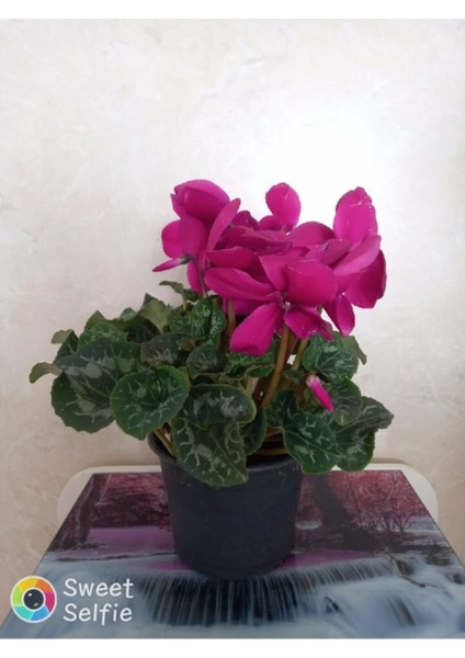 Sıklamen Dolgun Formda Büyük Boy Saksılı Hediyelik Bitki